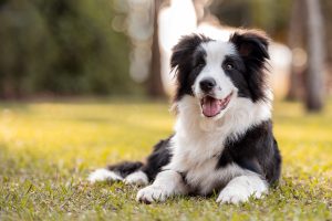Comment assurer le bien-être de son chien ?